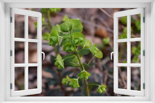 Fototapeta Naklejka Na Ścianę Okno 3D - young plant in the forest