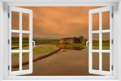 Fototapeta Naklejka Na Ścianę Okno 3D - Beautiful scenery of paddy field at morning in Sabah North Borneo, Background of paddy field in natural green, golden color