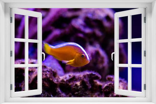Fototapeta Naklejka Na Ścianę Okno 3D - Orange Skunk Clownfish - (Amphiprion sandaracinos)