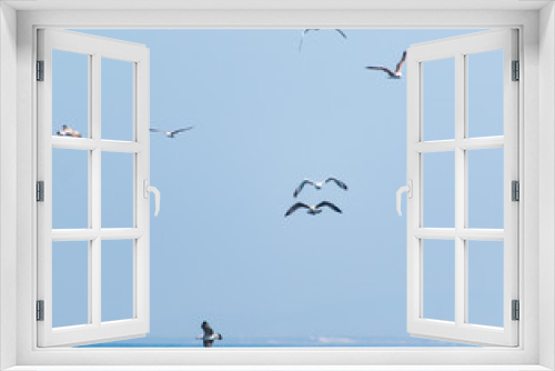Fototapeta Naklejka Na Ścianę Okno 3D - birds seagulls on a background of blue sky