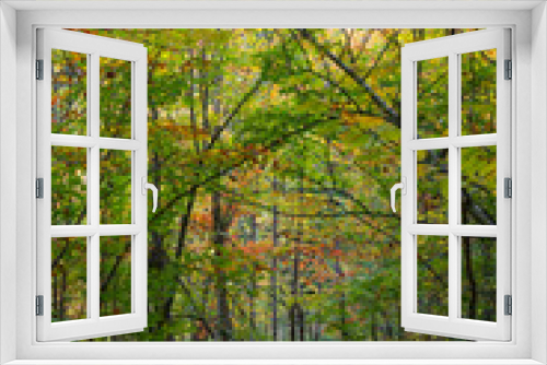 Fototapeta Naklejka Na Ścianę Okno 3D - Fall colour seen from inside of the forest, on King Mountain trail in Gatineau Park, near Ottawa, Canada. A forest of trees turning red and orange. Gatineau Park, Quebec, Canada