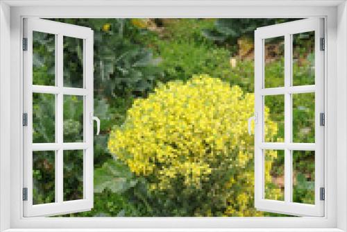 Fototapeta Naklejka Na Ścianę Okno 3D - ブロッコリー の花