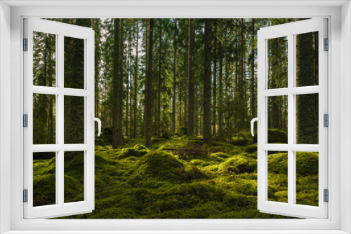 Fototapeta Naklejka Na Ścianę Okno 3D - Beautiful green fir and pine forest in Sweden