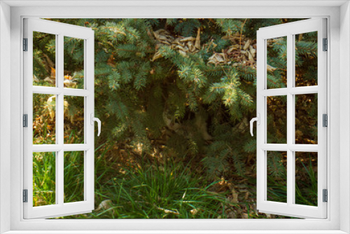 Fototapeta Naklejka Na Ścianę Okno 3D - a scared cat under the green pine tree