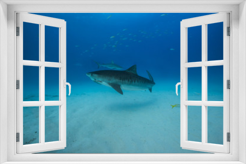 Fototapeta Naklejka Na Ścianę Okno 3D - Tiger shark in Tiger Beach, Bahamas. 