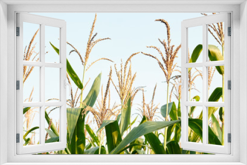 Fototapeta Naklejka Na Ścianę Okno 3D - Corn plants growing in the field, agrarian plantation of fodder culture Background, texture, copy space, closeup. Organic agriculture and farming concept