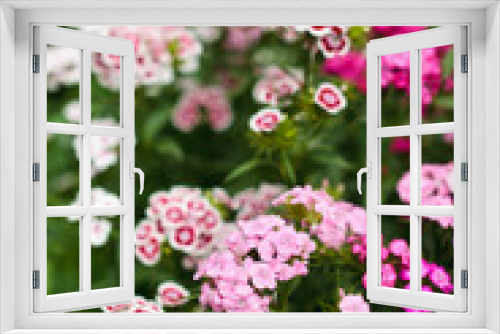 Fototapeta Naklejka Na Ścianę Okno 3D - Scented carnation bush