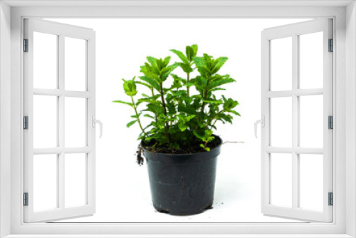 Fototapeta Naklejka Na Ścianę Okno 3D - Herbs and spring flowers in production pots on a white background.