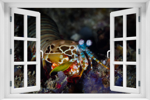 Fototapeta Naklejka Na Ścianę Okno 3D - A Peacock mantis shrimp, Odontodactylus scyllarus, searches for crabs or bivalves to feed upon on a healthy coral reef in Indonesia. These colorful crustaceans have some of the best eyesight on Earth.