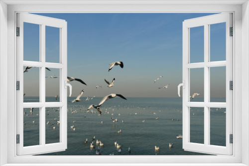 Fototapeta Naklejka Na Ścianę Okno 3D - Group of Seagulls flying and floating on the sea surface , Seagull with blue sky in background at Bang Poo Recreational Retreat, Migratory birds in winter, Thailand