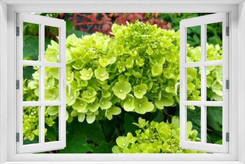 Fototapeta Naklejka Na Ścianę Okno 3D - Hydrangea paniculata 'Little Lime'