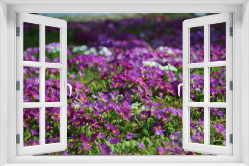 Fototapeta Naklejka Na Ścianę Okno 3D - pink flowers, purple flowers, spring is coming