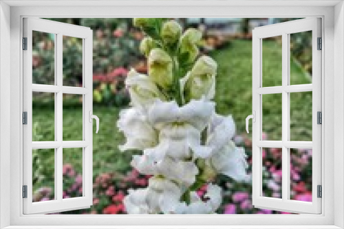 Fototapeta Naklejka Na Ścianę Okno 3D - beautiful Flowers