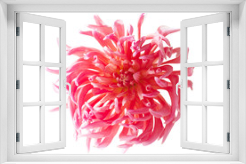 Fototapeta Naklejka Na Ścianę Okno 3D - pink dahlias isolated on white background