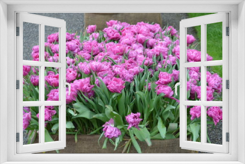 Fototapeta Naklejka Na Ścianę Okno 3D - Side view of many vivid pink tulips in a large garden pot in a rainy spring day, beautiful outdoor floral background photographed with soft focus