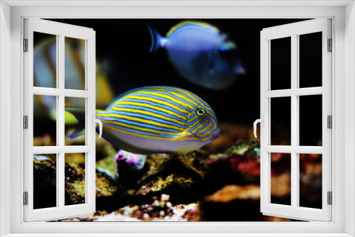 Fototapeta Naklejka Na Ścianę Okno 3D - Blue banded surgeonfish - Acanthurus lineatus