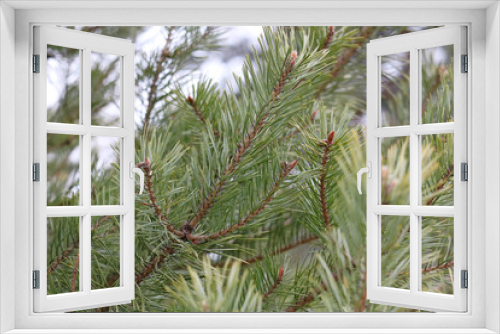 Fototapeta Naklejka Na Ścianę Okno 3D - pine branches close up
