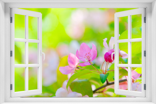 Fototapeta Naklejka Na Ścianę Okno 3D - Pink crab apple flowers. Green leaves of a tree, soft background, bright sunshine. Floral beauty of the spring season in the garden.