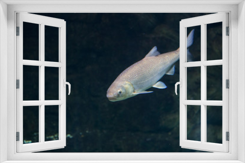 Fototapeta Naklejka Na Ścianę Okno 3D - Rutilus Frisii Kutum fish in an aquarium underwater