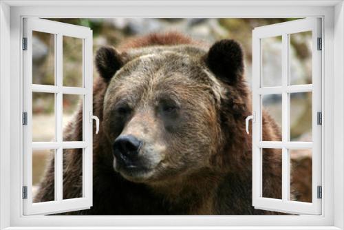 Fototapeta Naklejka Na Ścianę Okno 3D - bear