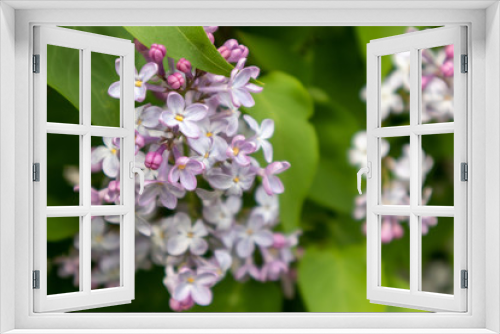 Fototapeta Naklejka Na Ścianę Okno 3D - Lilac