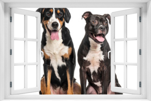 Fototapeta Naklejka Na Ścianę Okno 3D - Two dogs sitting, Greater swiss mountain dog and American staffordshire