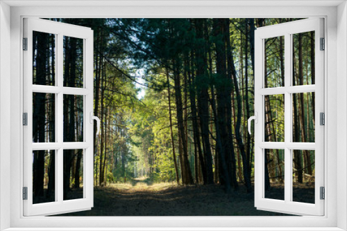 Fototapeta Naklejka Na Ścianę Okno 3D - Sunny passage in a picturesque dark forest