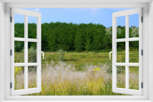 Fototapeta Naklejka Na Ścianę Okno 3D - Green acacia forest and feather grass