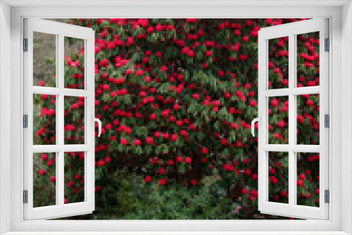 Fototapeta Naklejka Na Ścianę Okno 3D - Red Rhododendron in flower