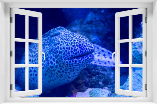 Fototapeta Naklejka Na Ścianę Okno 3D - Morena fish inside the aquarium