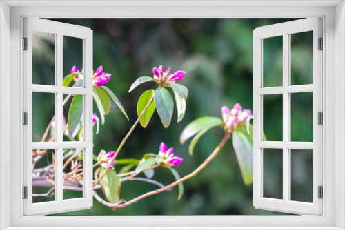 Fototapeta Naklejka Na Ścianę Okno 3D - The first spring flowers on deoyeva and bushes, blooming buds, partial blur, awakening of nature, copyspace for text