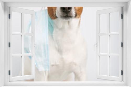 Fototapeta Naklejka Na Ścianę Okno 3D - Jack russell  or small dog breeds  sitting on white background and wearing mask for protect a pollution or disease.