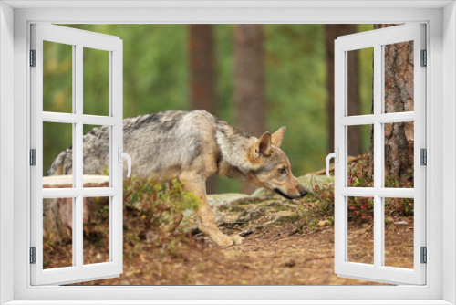 Fototapeta Naklejka Na Ścianę Okno 3D - Gray wolf, Canis lupus, sniffing in the forest. Wolf in the nature habitat. Wild animal in the leaves on the ground. European wildlife nature.