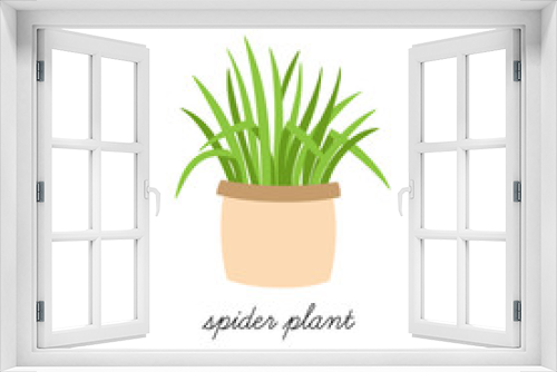 Fototapeta Naklejka Na Ścianę Okno 3D - Spider plant, chlorophytum comosum vector illustration graphic. Hand drawn cute indoor plant in pot. Isolated.