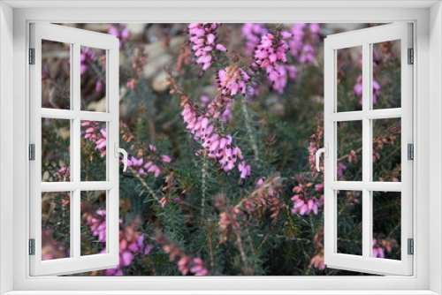 Fototapeta Naklejka Na Ścianę Okno 3D - Kwitnący wrzosiec
