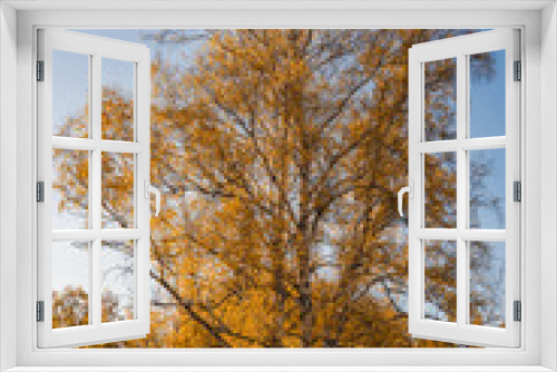 Fototapeta Naklejka Na Ścianę Okno 3D - tree in autumn