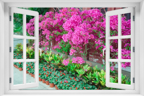 Fototapeta Naklejka Na Ścianę Okno 3D - Blooming Bougainvillea of magenta color in the garden in Wuhan, China.