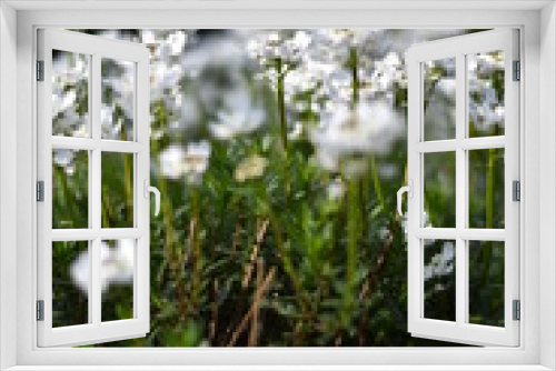Fototapeta Naklejka Na Ścianę Okno 3D - Immergrüne Schleifenblume (Iberis sempervirens)
