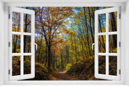 Fototapeta Naklejka Na Ścianę Okno 3D - colorful autumn forest