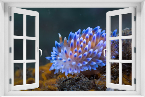 Fototapeta Naklejka Na Ścianę Okno 3D - A blue Gas flame nudibranch (Bonisa nakaza) side view of this beautiful vibrant sea slug.