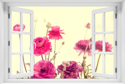 Fototapeta Naklejka Na Ścianę Okno 3D - light pink persian buttercup flowers Ranunculus
