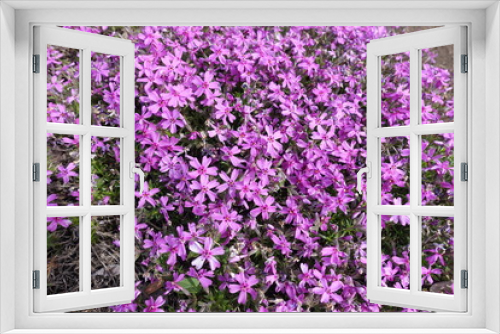 Fototapeta Naklejka Na Ścianę Okno 3D - Lots of bright pink flowers of phlox subulata in May