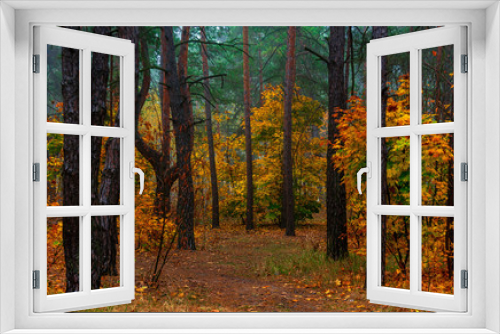 Fototapeta Naklejka Na Ścianę Okno 3D - Autumn forest. Pleasant walk in the nature. Autumn painted trees with its magical colors.	