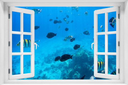 Fototapeta Naklejka Na Ścianę Okno 3D - colorful corals and exotic fishes at the bottom of the red sea. beautiful natural summer background