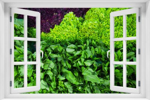 Fototapeta Naklejka Na Ścianę Okno 3D - Fresh leaves of different kinds of lettuce
