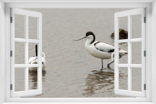 Fototapeta Naklejka Na Ścianę Okno 3D - Avocette élégante, Recurvirostra avosetta, Pied Avocet