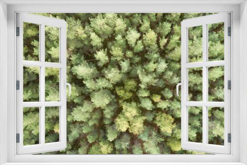 Fototapeta Naklejka Na Ścianę Okno 3D - Aerial view of evergreen trees, tree top texture. Beautiful green fir forest top down drone. Forest, pine-tree trees view shot from height