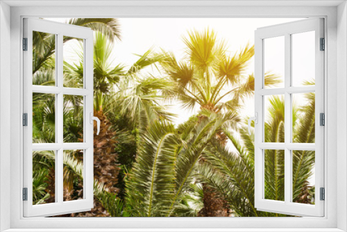 Fototapeta Naklejka Na Ścianę Okno 3D - Green growing palm trees. Tropical Background. Summer vacation concept.