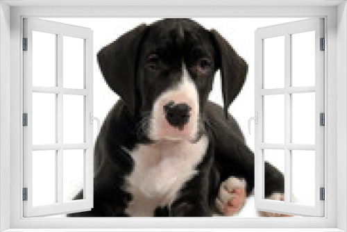 Fototapeta Naklejka Na Ścianę Okno 3D - resting puppy