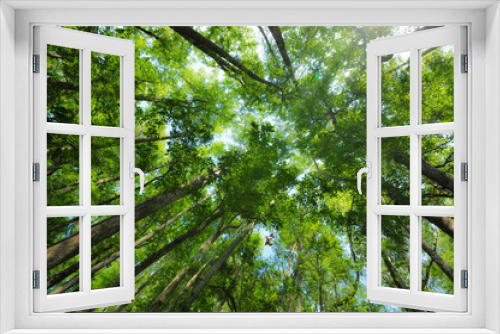 Fototapeta Naklejka Na Ścianę Okno 3D - Forest Top Canopy